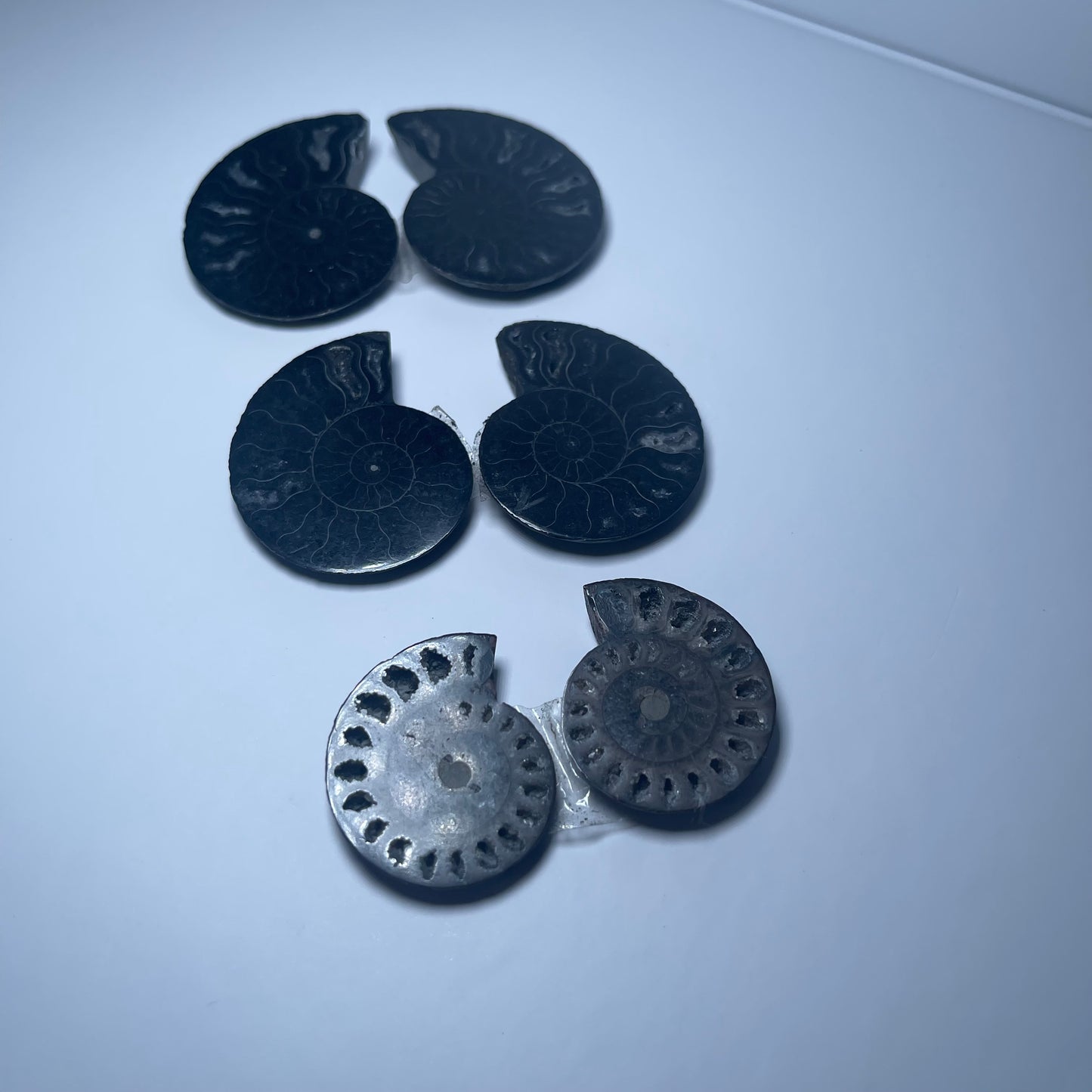 Ammonite Fossils - Set of 6