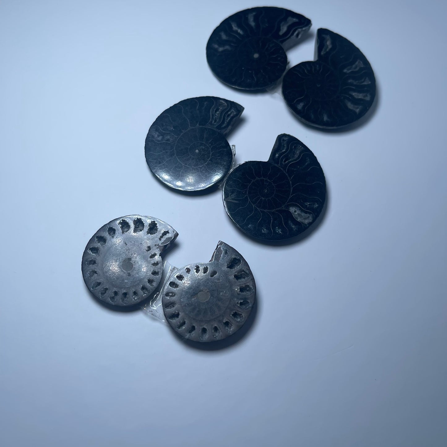 Ammonite Fossils - Set of 6