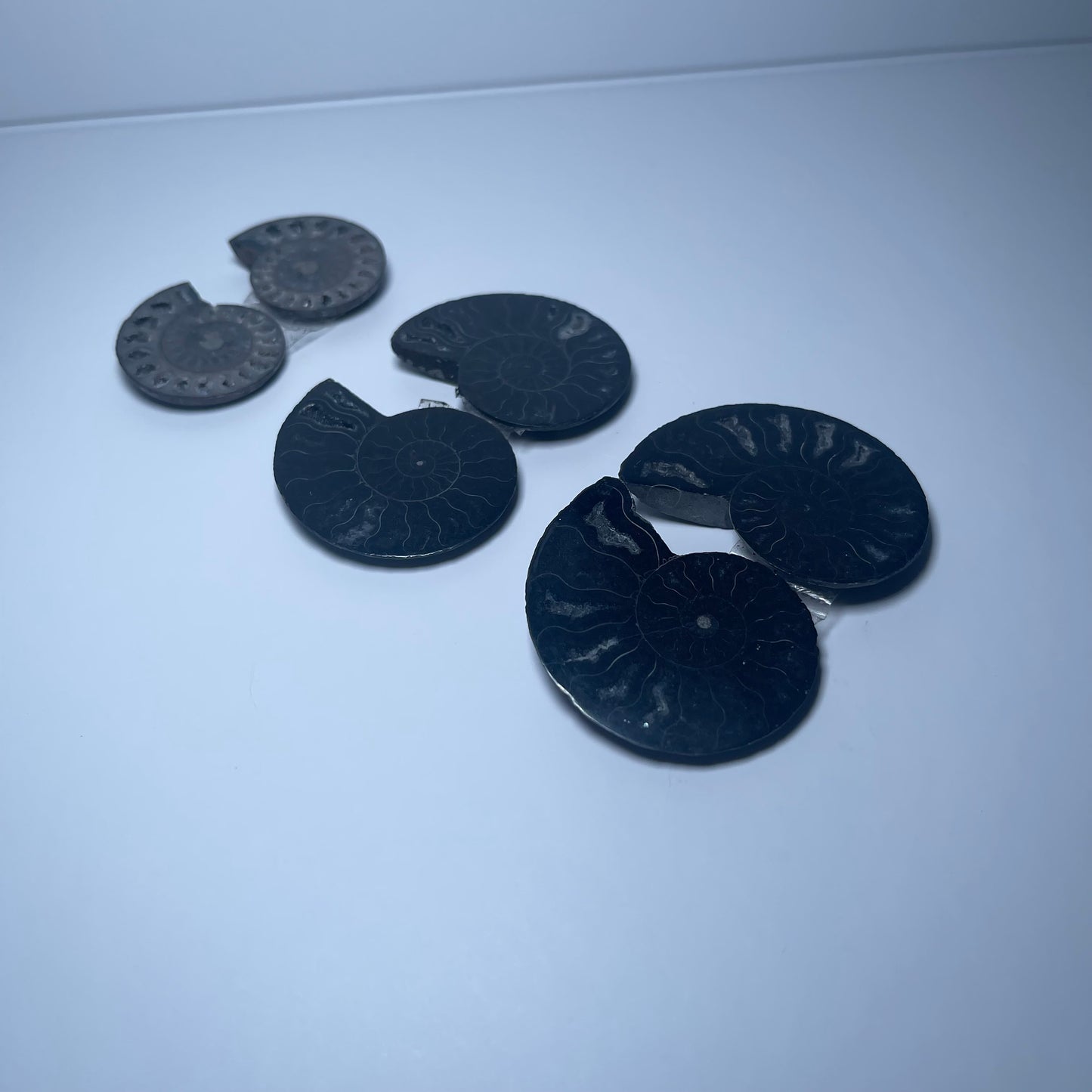 Ammonite Fossils - Set of 6