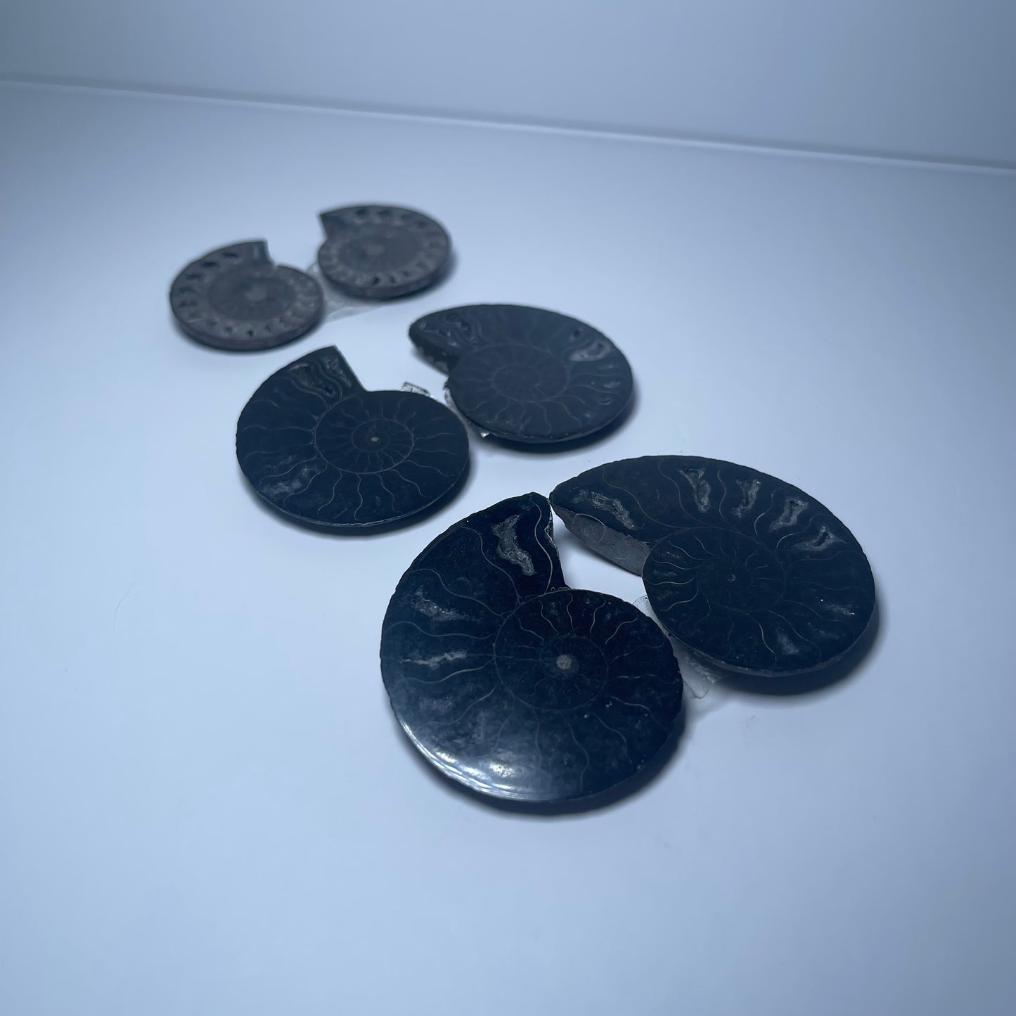 Ammonite Fossils - Set of 6