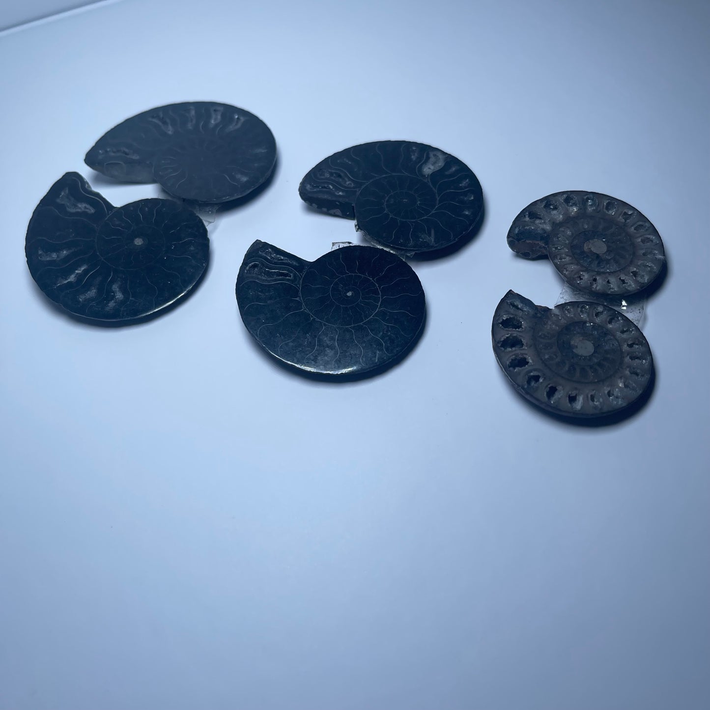 Ammonite Fossils - Set of 6